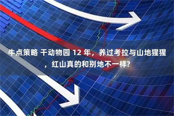 牛点策略 干动物园 12 年,养过考拉与山地猩猩,红山真的和别地不一样?